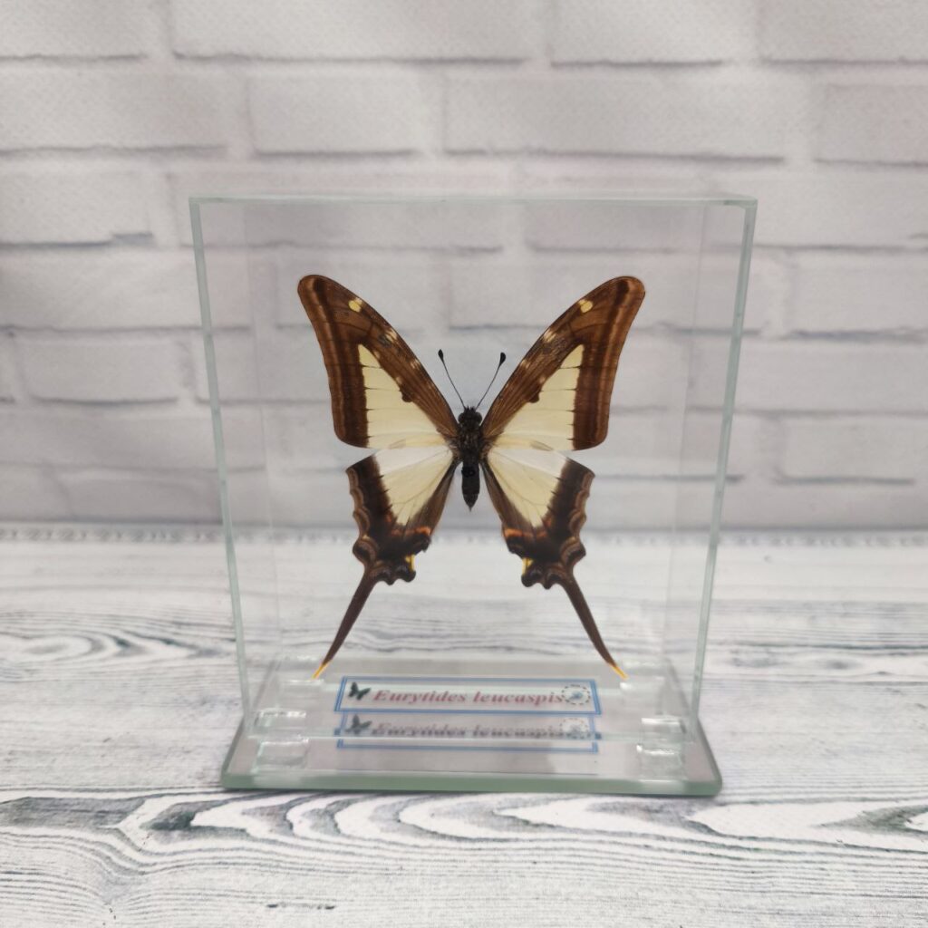 Метелик під склом Eurytides leucaspis 100x120