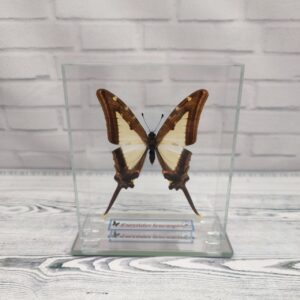 Метелик під склом Eurytides leucaspis 100x120