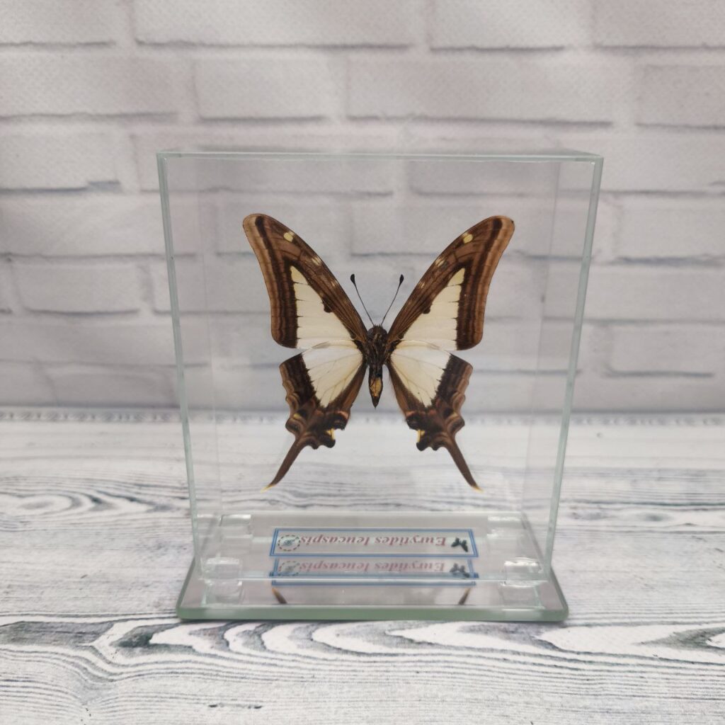 Метелик під склом Eurytides leucaspis 100x120