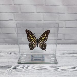 Метелик під склом Graphium agamemnon 100x100