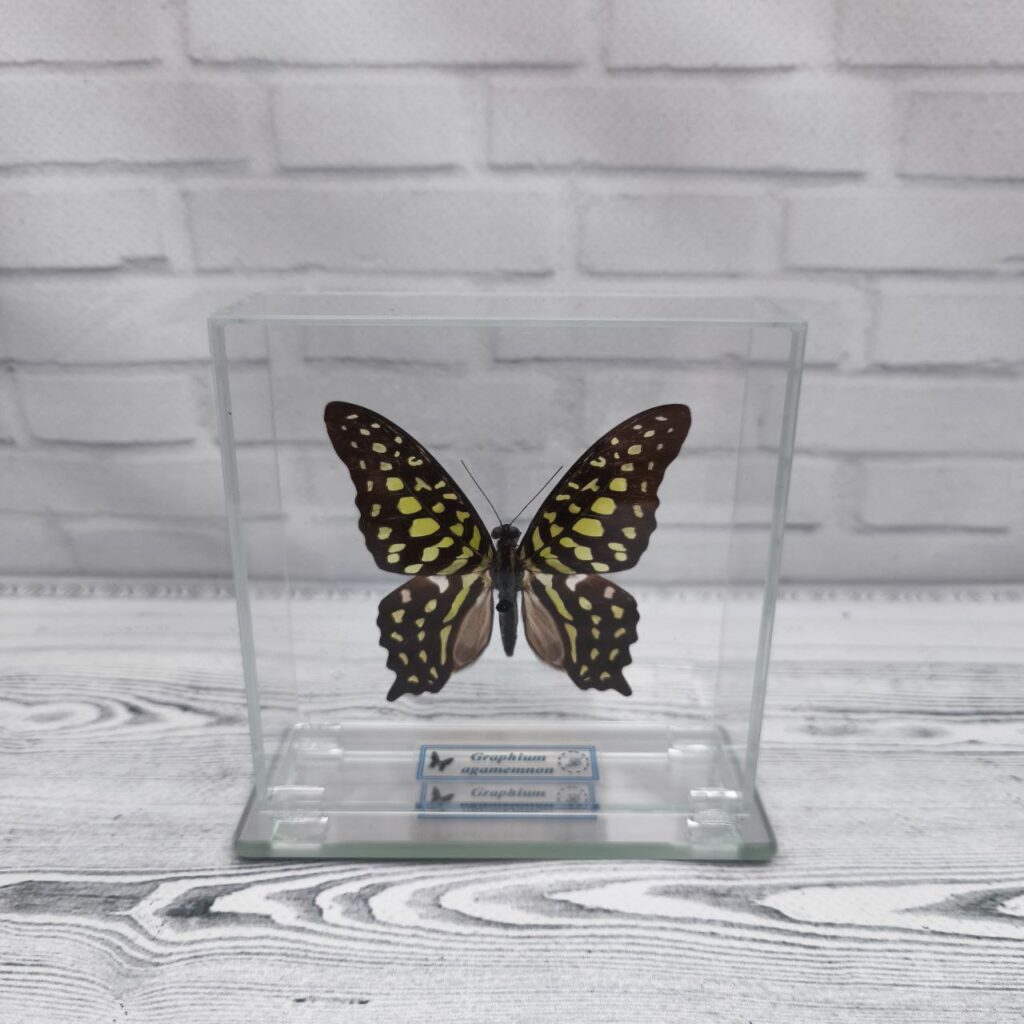 Метелик під склом Graphium agamemnon 100x100