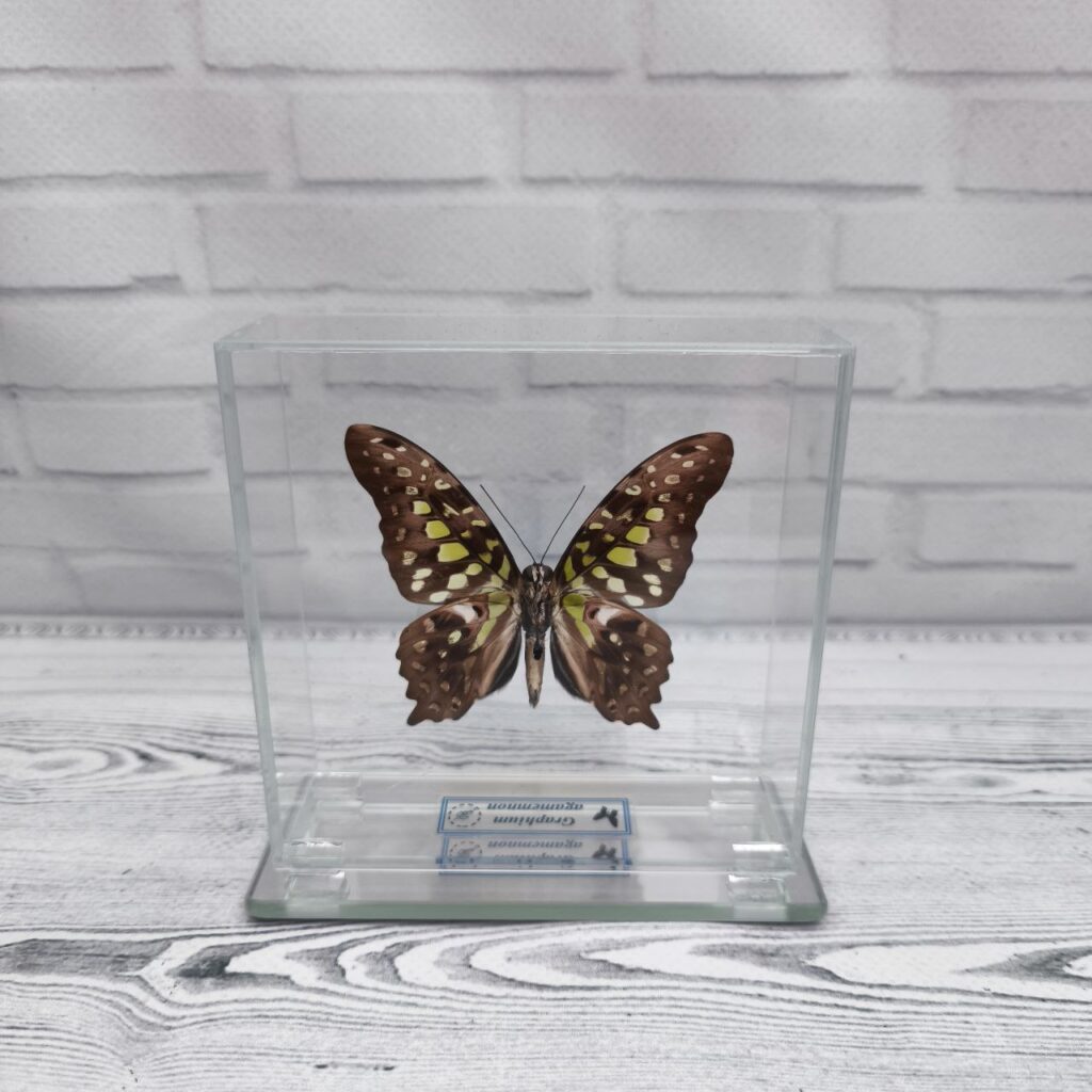 Метелик під склом Graphium agamemnon 100x100