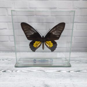 Метелик під склом Troides rhadamantus f 160x150