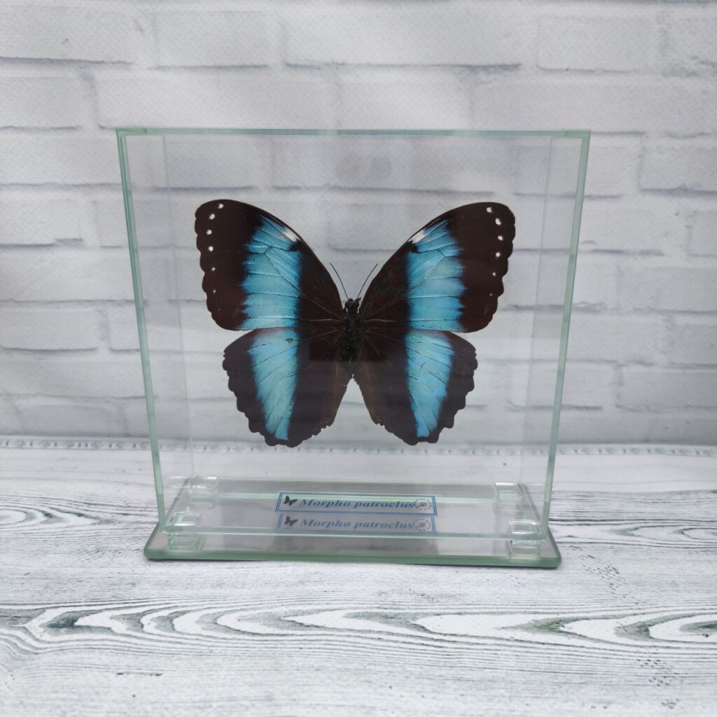 Метелик під склом Morpho patroclus 140x140