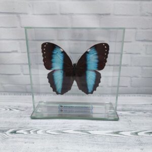 Метелик під склом Morpho patroclus 140x140