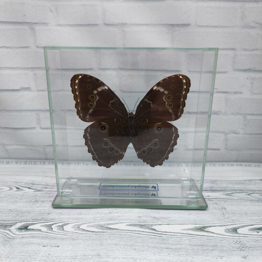 Метелик під склом Morpho patroclus 140x140