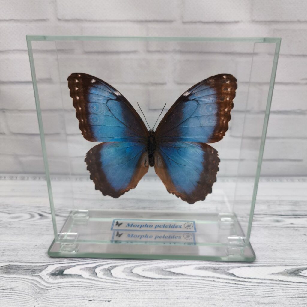 Метелик під склом Morpho peleides 130x130
