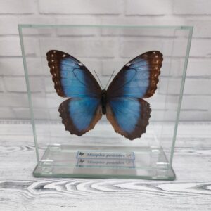 Метелик під склом Morpho peleides 130x130