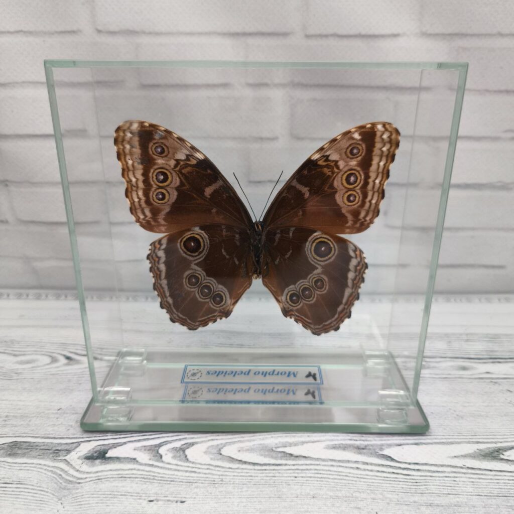 Метелик під склом Morpho peleides 130x130