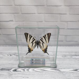 Метелик під склом Iphiclides podalirius 100x100