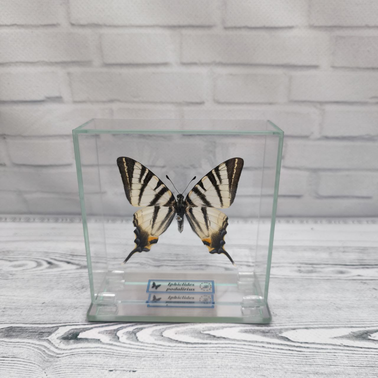 Метелик під склом Iphiclides podalirius 100x100