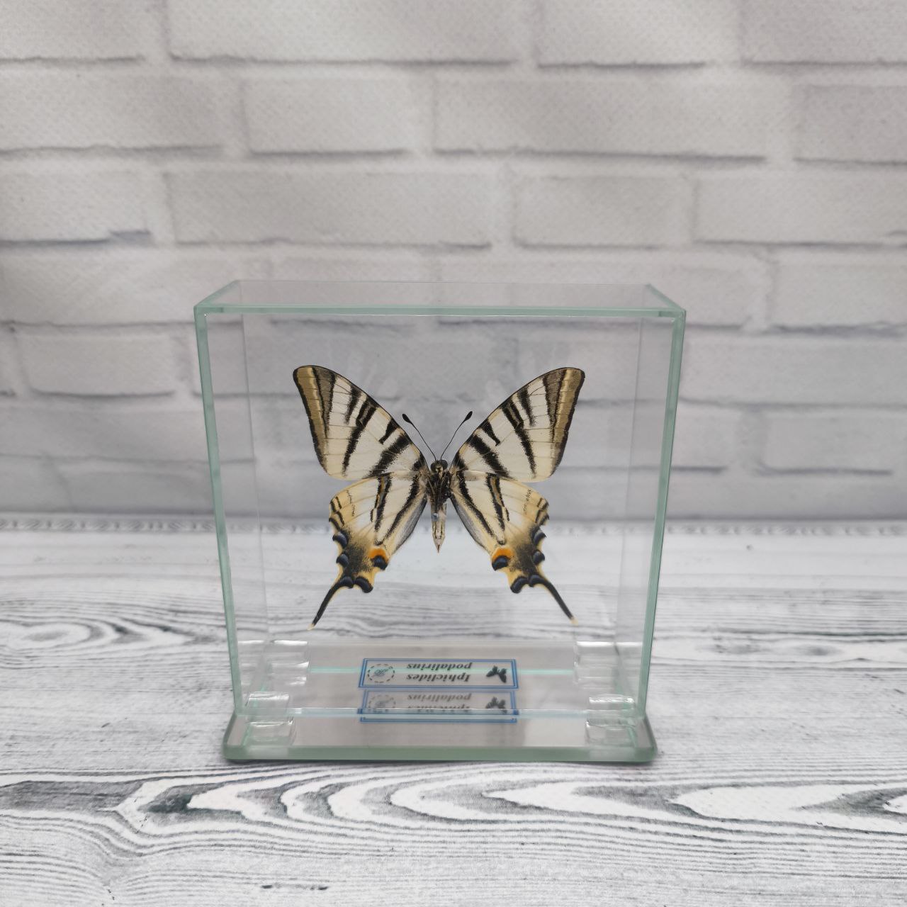 Метелик під склом Iphiclides podalirius 100x100 - Зображення 2