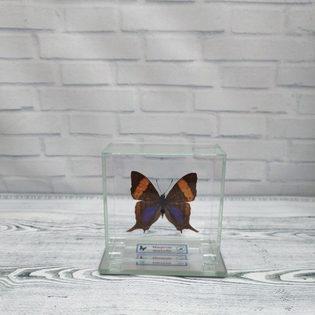 Метелик під склом Marpesia marcella 80x80