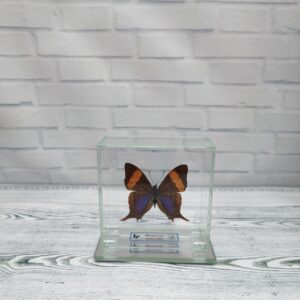 Метелик під склом Marpesia marcella 80x80