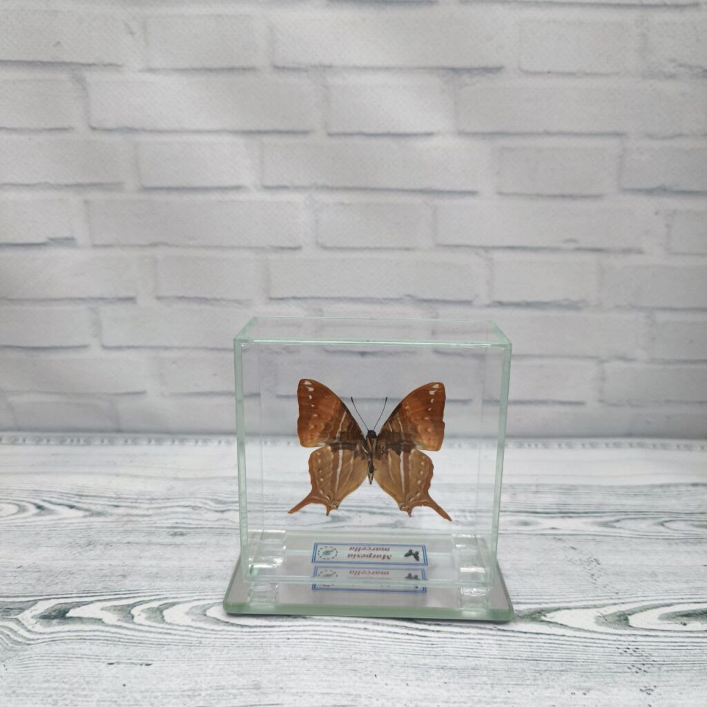 Метелик під склом Marpesia marcella 80x80