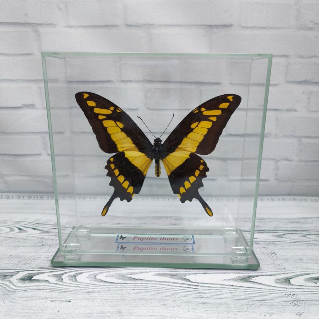 Метелик під склом Papilio thoas 140x140