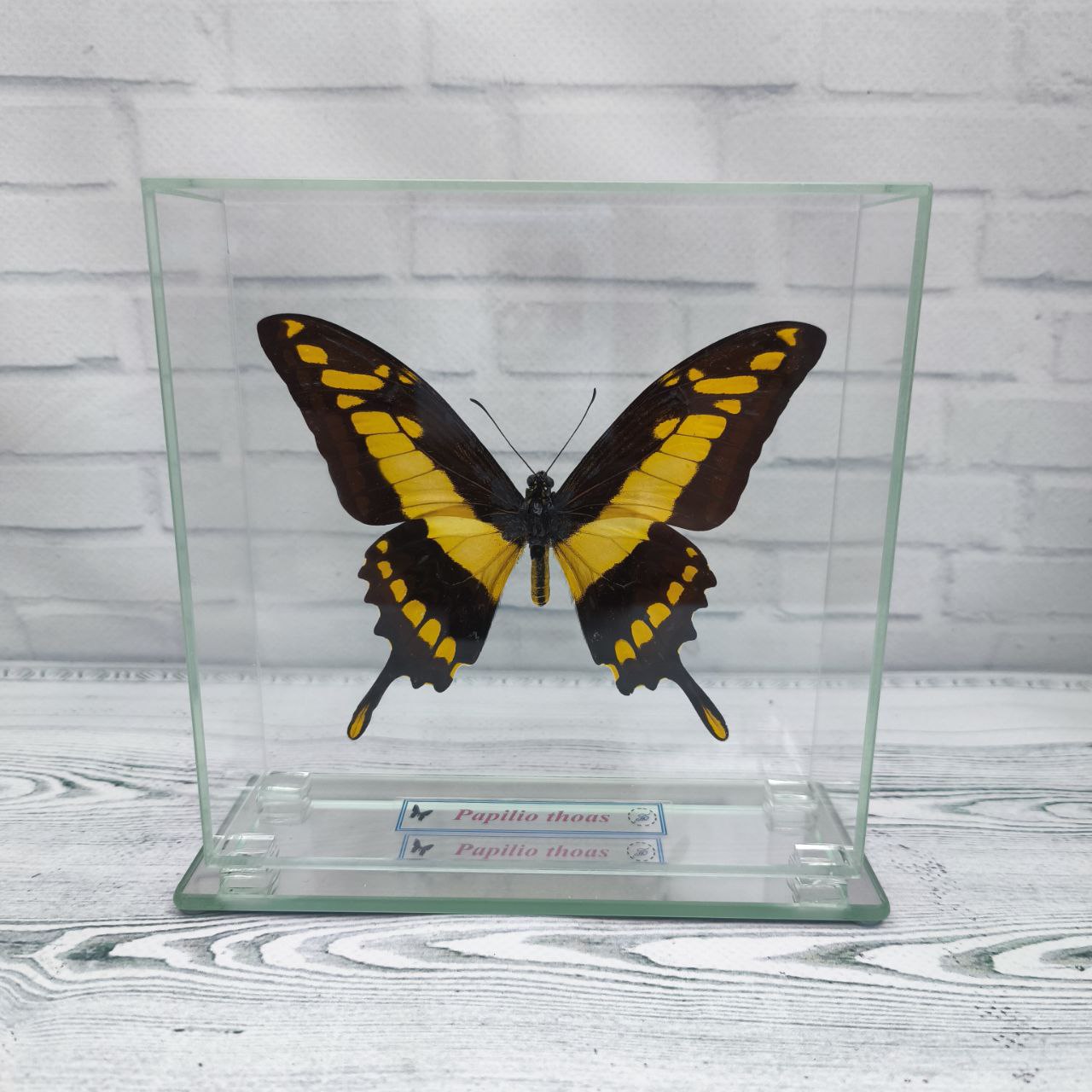Метелик під склом Papilio thoas 140x140