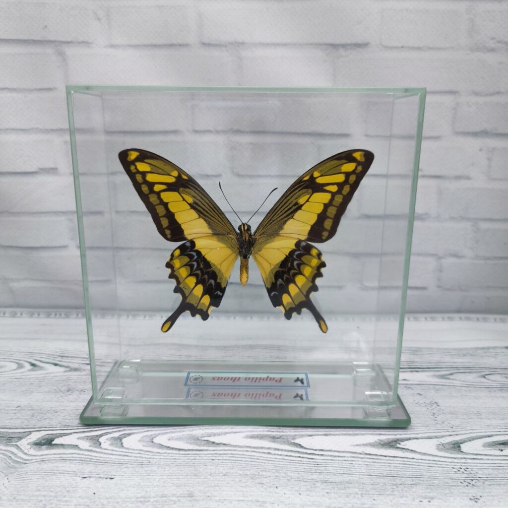 Метелик під склом Papilio thoas 140x140