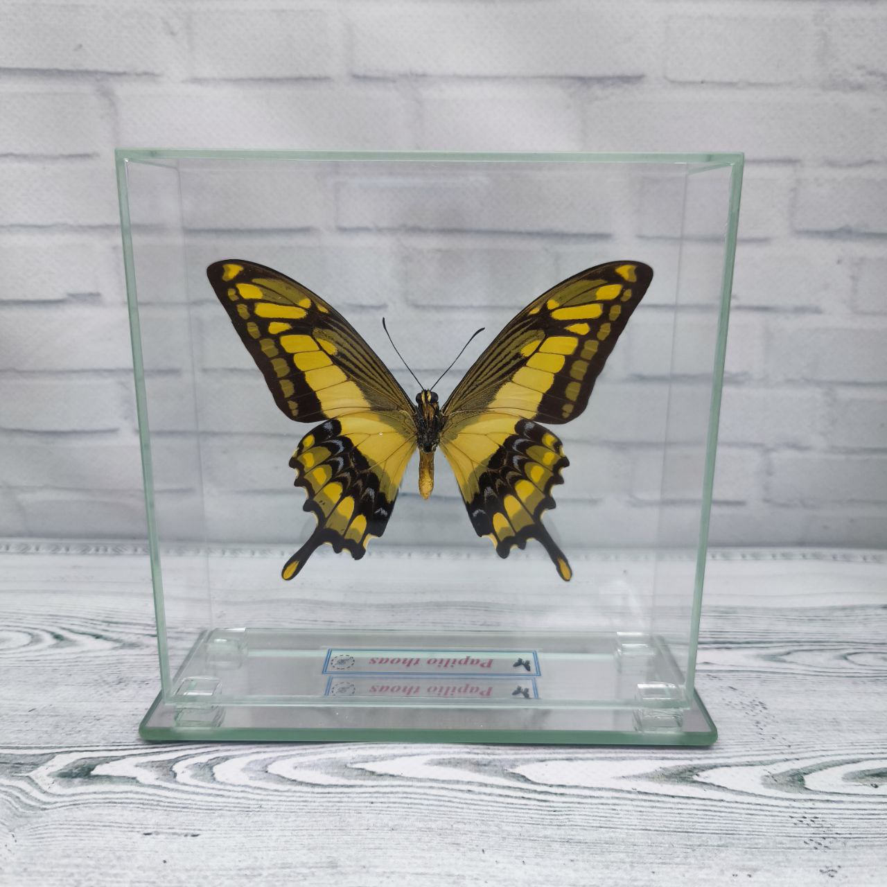 Метелик під склом Papilio thoas 140x140 - Зображення 2