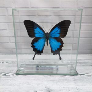 Метелик під склом Papilio ulysses 150х150
