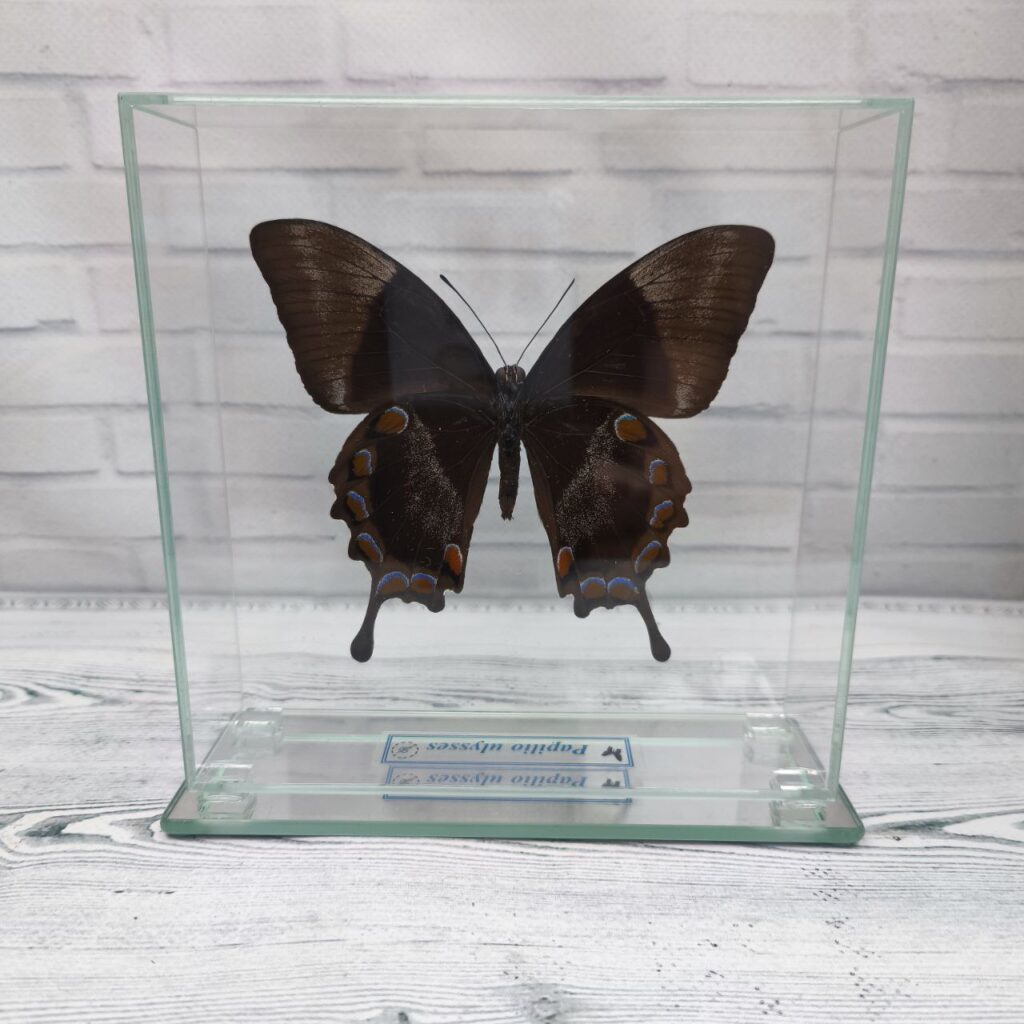 Метелик під склом Papilio ulysses 150х150