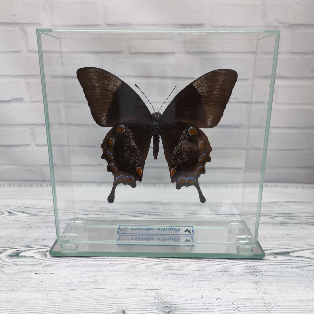 Метелик під склом Papilio ulysses 150х150 - Зображення 2