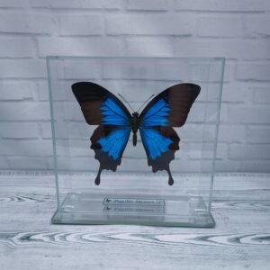 Метелик під склом Papilio ulysses 140х140