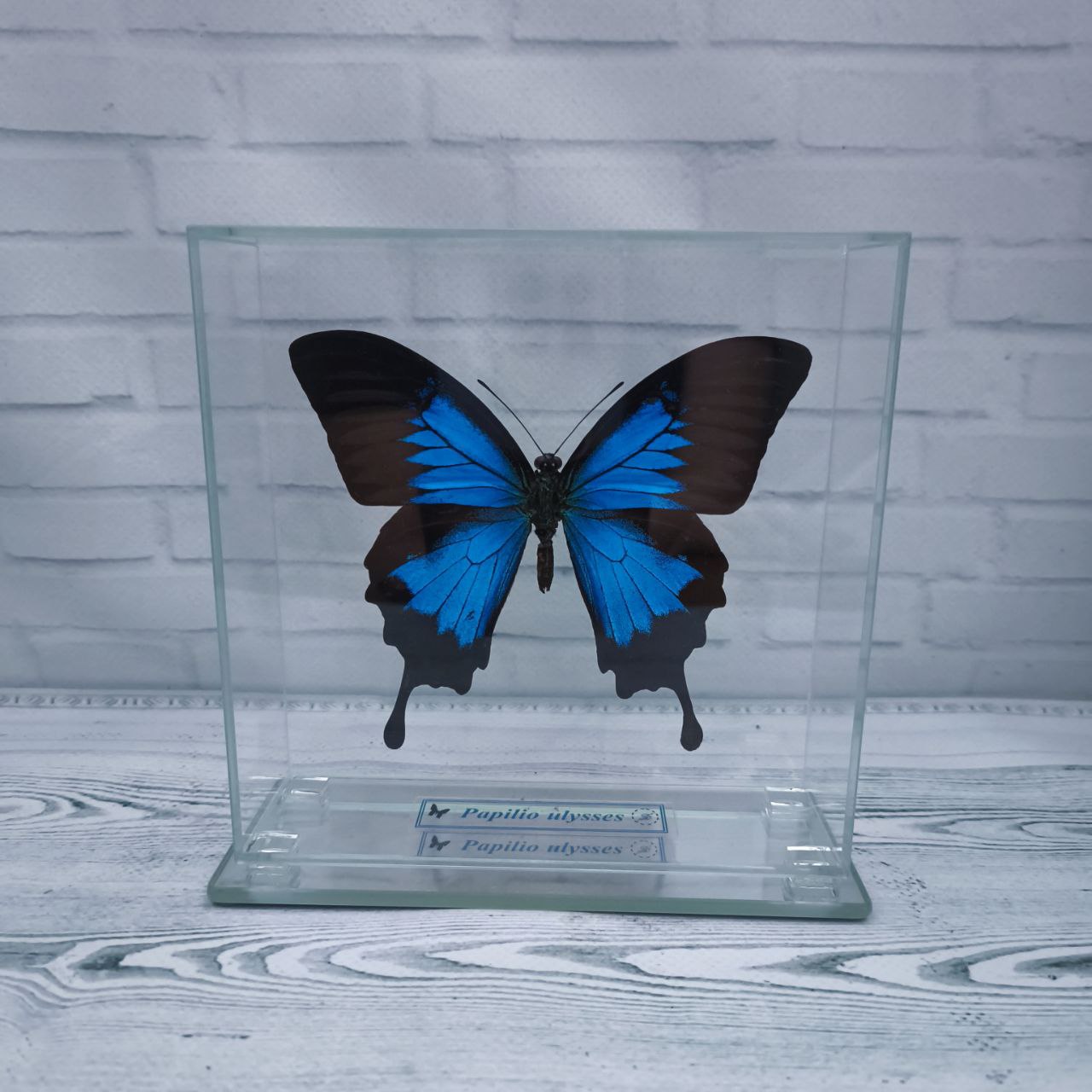 Метелик під склом Papilio ulysses 140х140