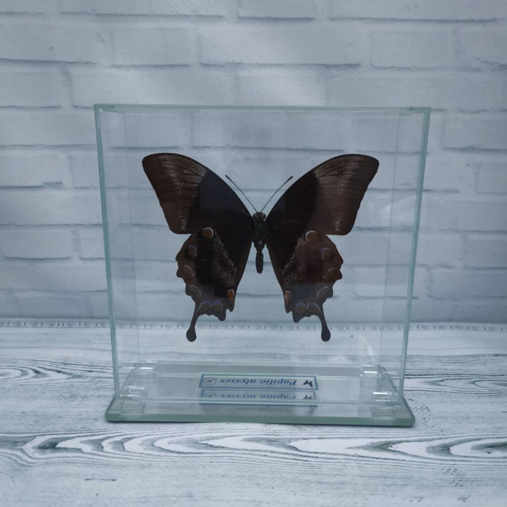 Метелик під склом Papilio ulysses 140х140