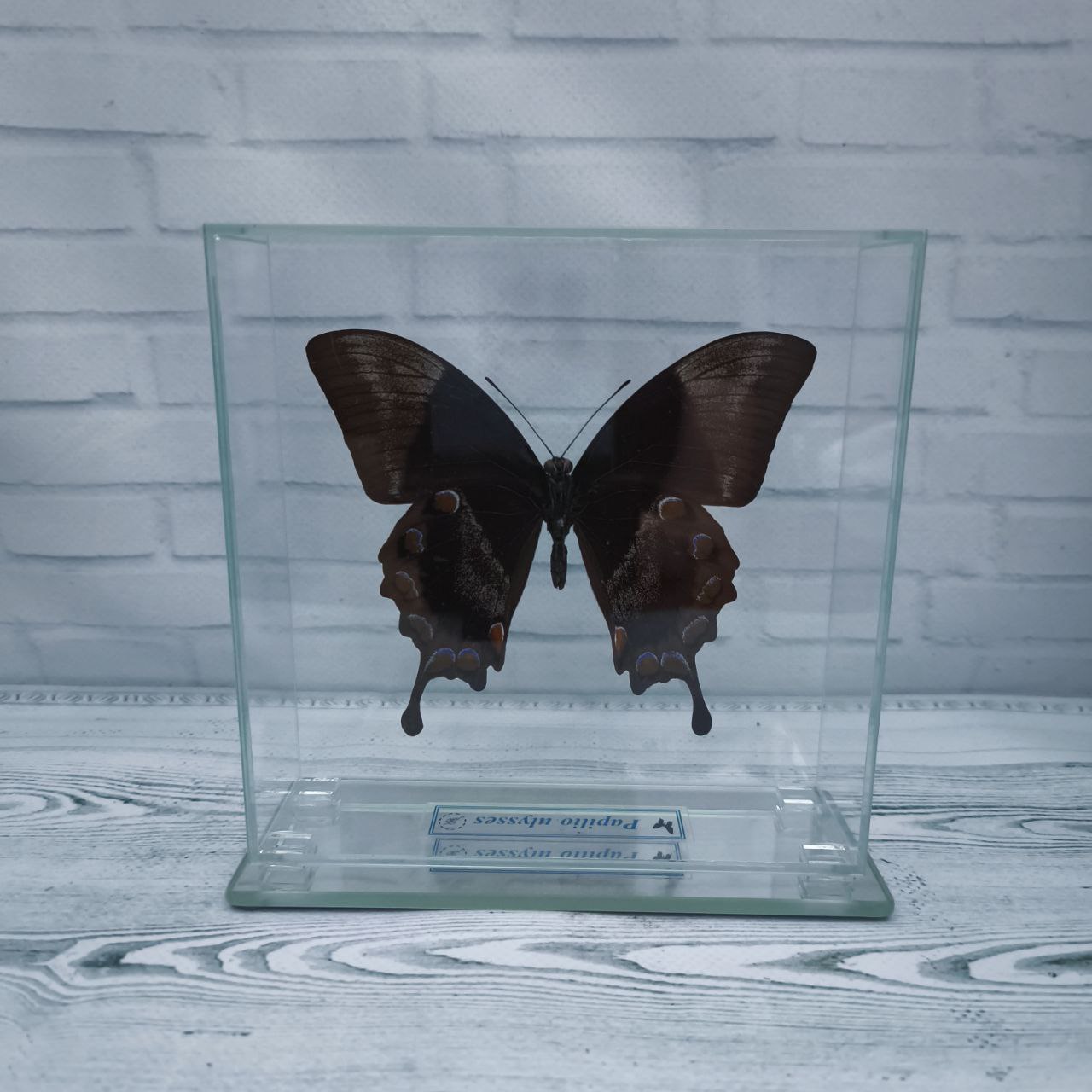 Метелик під склом Papilio ulysses 140х140 - Зображення 2