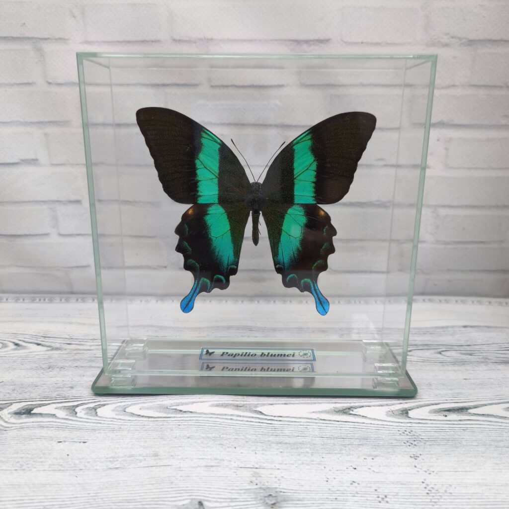 Метелик під склом Papilio blumei 150х150