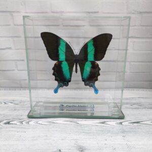 Метелик під склом Papilio blumei 150х150