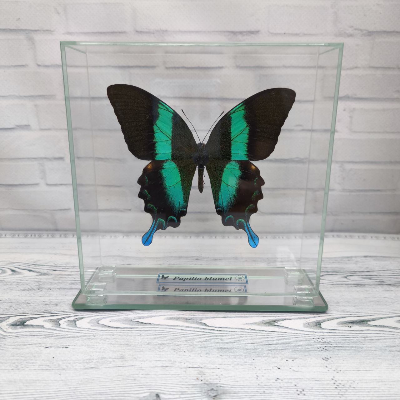 Метелик під склом Papilio blumei 150х150