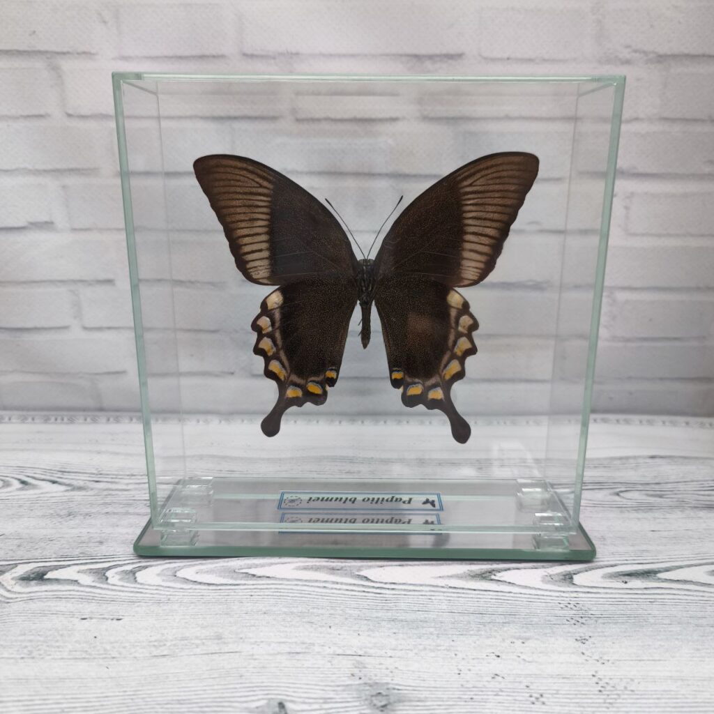 Метелик під склом Papilio blumei 150х150