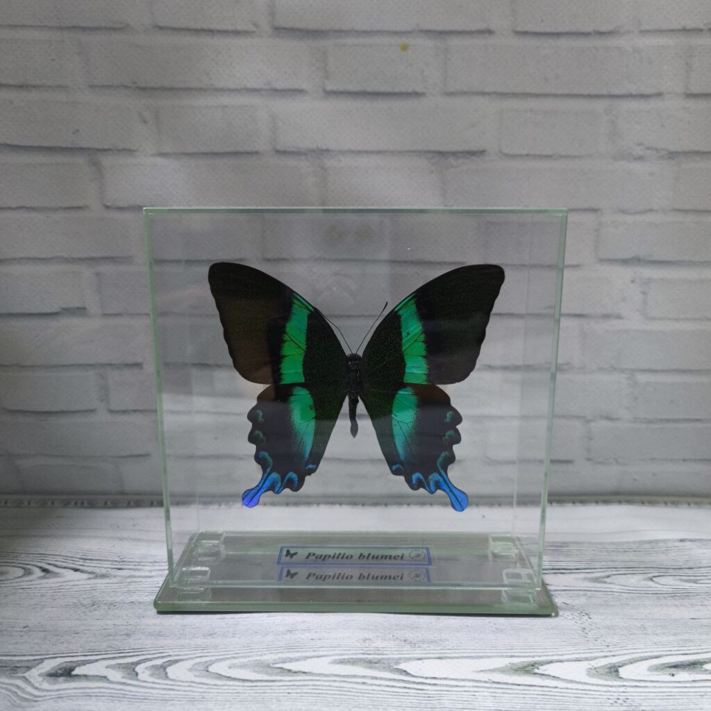 Метелик під склом Papilio blumei 140х140