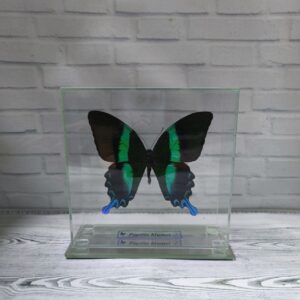 Метелик під склом Papilio blumei 140х140
