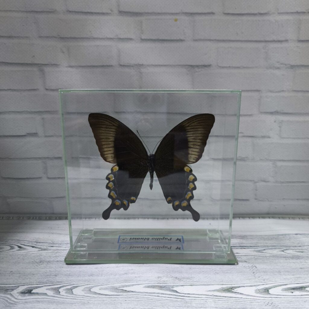 Метелик під склом Papilio blumei 140х140