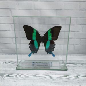 Метелик під склом Papilio blumei 140х140