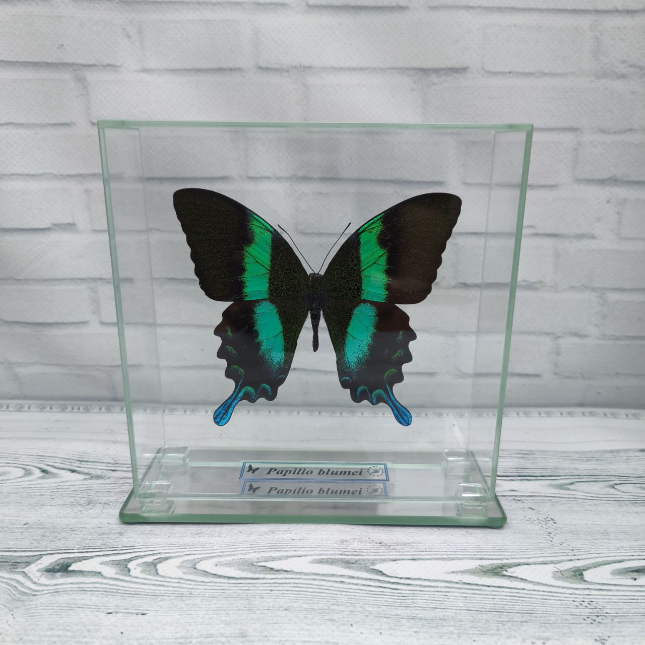 Метелик під склом Papilio blumei 140х140