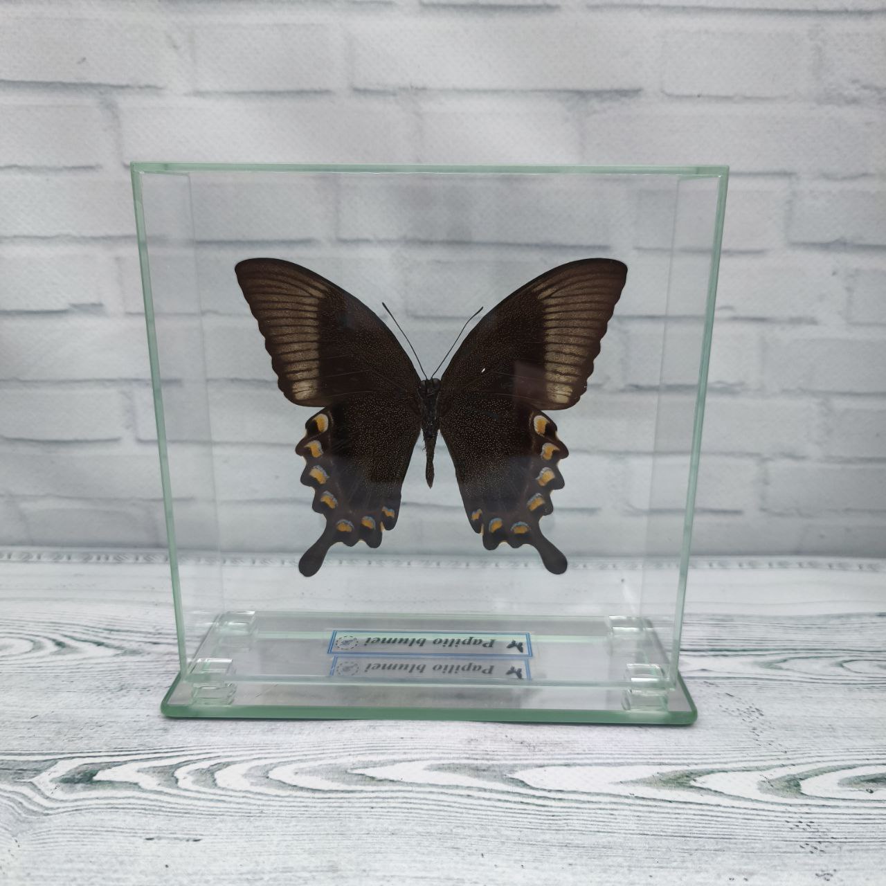 Метелик під склом Papilio blumei 140х140 - Зображення 2
