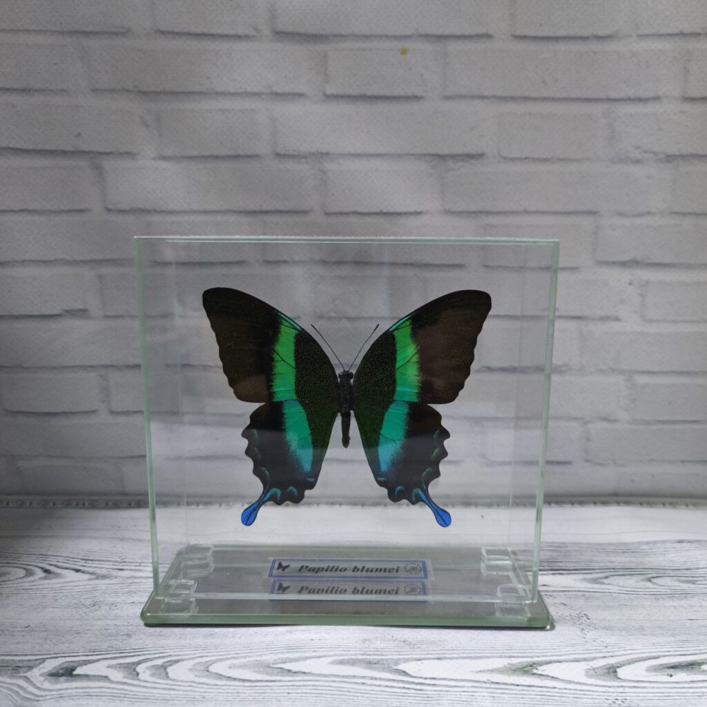 Метелик під склом Papilio blumei 140х130