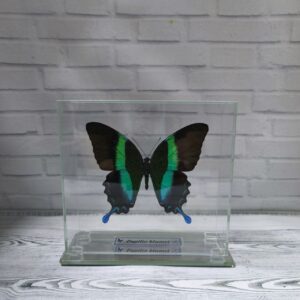 Метелик під склом Papilio blumei 140х130