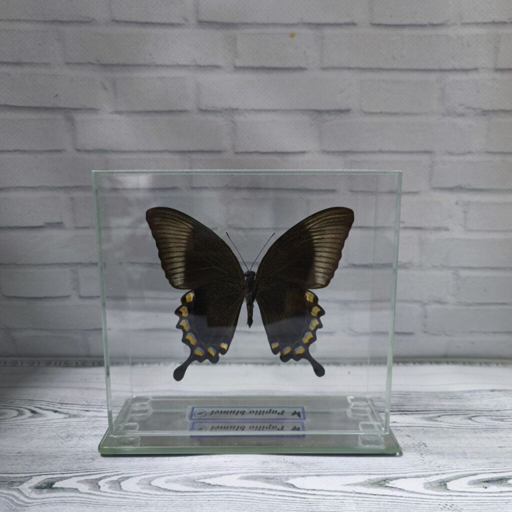 Метелик під склом Papilio blumei 140х130
