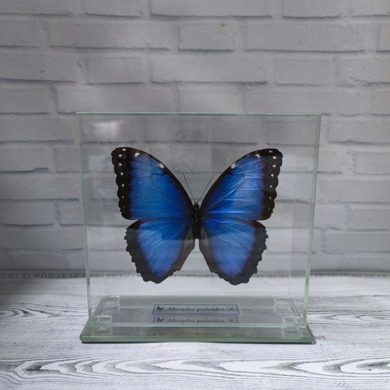 Метелик під склом Morpho peleides 145х140