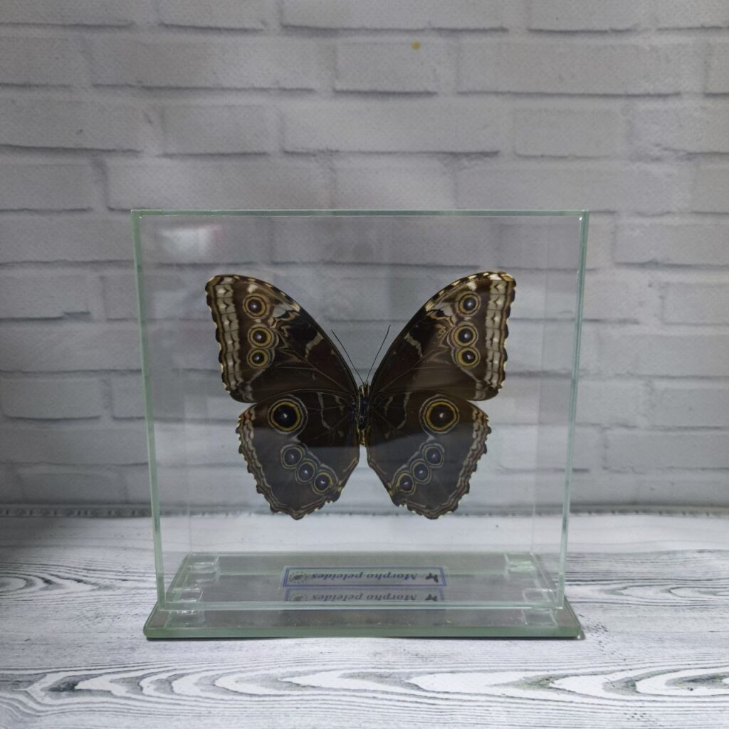 Метелик під склом Morpho peleides 145х140