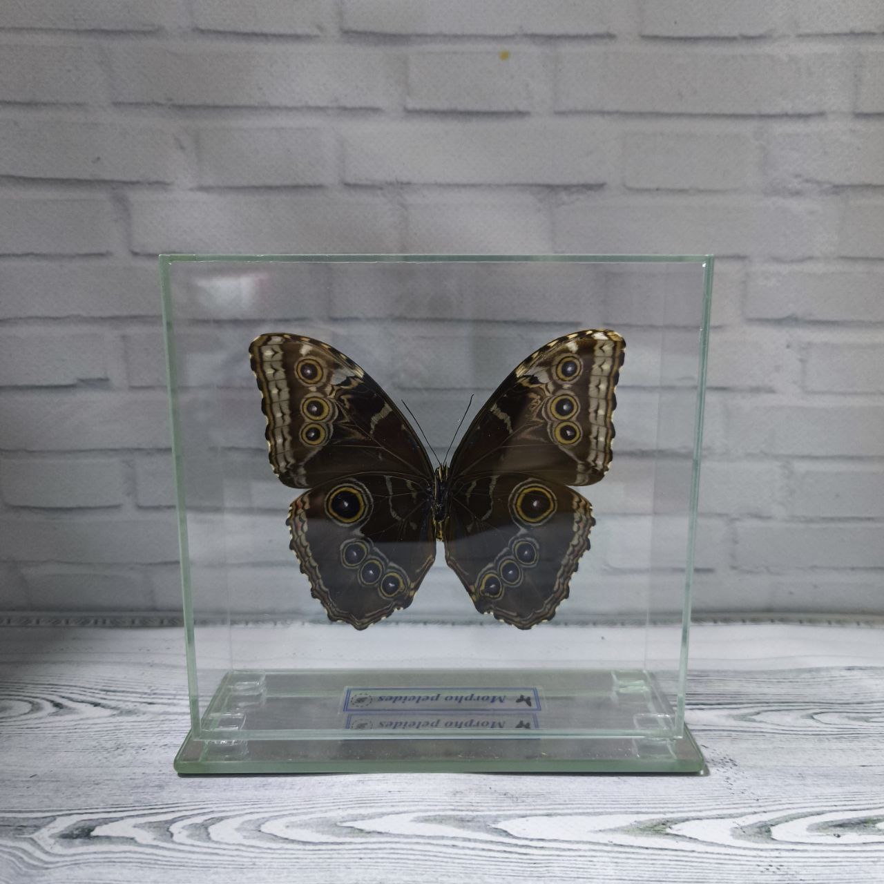 Метелик під склом Morpho peleides 145х140 - Зображення 2