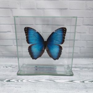 Метелик під склом Morpho peleides 140х140