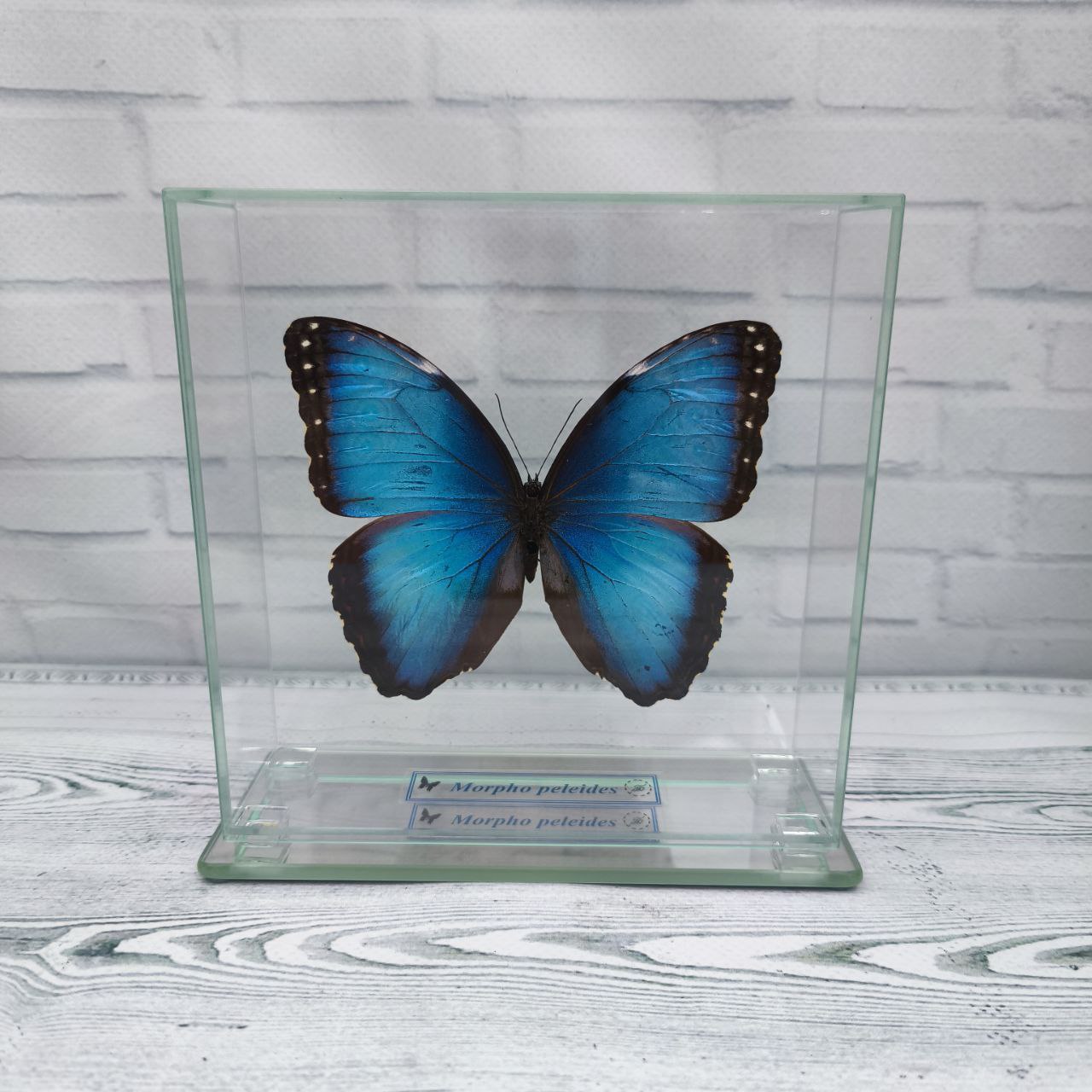 Метелик під склом Morpho peleides 140х140