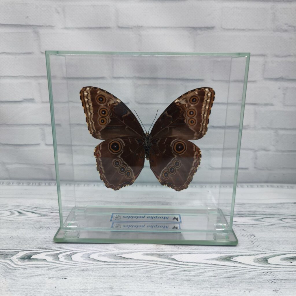 Метелик під склом Morpho peleides 140х140
