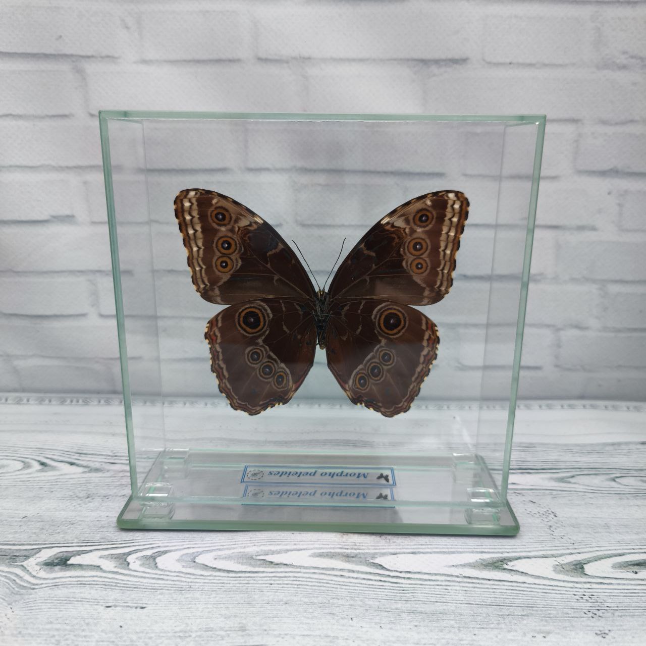 Метелик під склом Morpho peleides 140х140 - Зображення 2